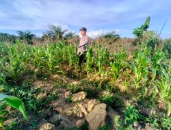 Polsek Marikit Cek Lokasi Pemanfaatan Pekarangan Warga Bentuk Dukungan terhadap Kebijakan Pemerintah.