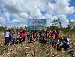 Dukung Ketahanan pangan, Polsek Rakumpit Lakukan Panen Raya Jagung bersama Unsur Muspika