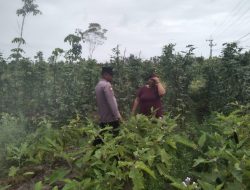 Anggota Polsek Bukit Batu Periksa Kebun Jagung di Sei Gohong untuk Dukung Program Ketahanan Pangan