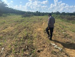 Kapolsek Lamandau Cek Lokasi Lahan Penanaman Jagung dalam program ketahanan pangan