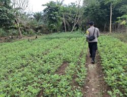 Dukung Ketahanan Pangan, Bhabinkamtibmas Polsek Lamandau Silaturahmi ke masyarakat terkait Program Asta Cita Presiden RI