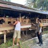 Dukung Ketahanan Pangan, Bhabinkamtibmas Sambangi Peternak Kambing
