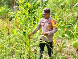 Polsek Marikit Cek Lokasi Pemanfaatan Pekarangan Warga di Kec. Marikit, Kab. Katingan.