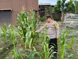 Dukung Ketahanan Pangan, Piket Polsek Marikit Cek Lokasi Pemanfaatan Pekarangan.
