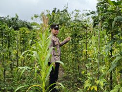 Dukung Ketahanan Pangan, Piket Polsek Marikit Cek Lokasi Pemanfaatan Pekarangan.