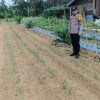 Bhabinkamtibmas Polsek Lamandau Dukung Ketahanan Pangan Nasional lewat Penanaman Jagung