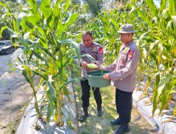 Brimob Kalteng Wujudkan Ketahanan Pangan Lewat Panen Jagung di Kompi 1 Batalyon A Pelopor