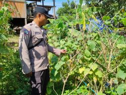 Mendukung Ketahanan Pangan, Personil Polsek sanaman mantikei Cek Lokasi Pemanfaatan Pekarangan Warga.