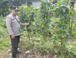 Personil Cek Lokasi Pemanfaatan Pekarangan Warga di Kec. Marikit, Kab. Katingan Dukung Swasembada Pangan Nasional