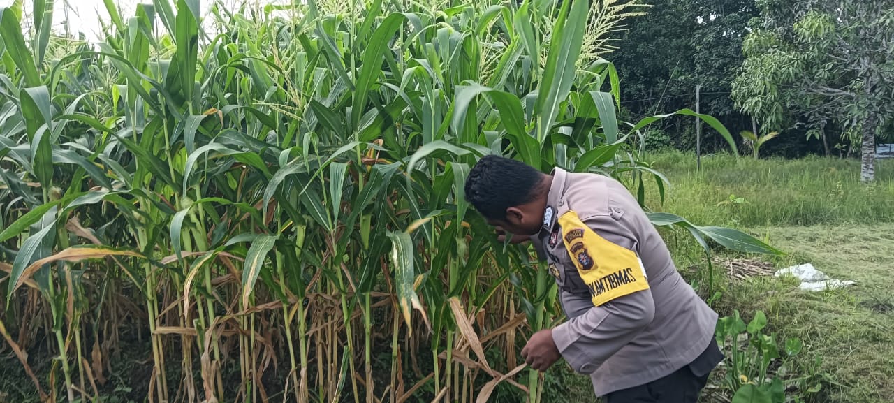 Mendukung Ketahanan Pangan, Personil Polsek Katingan Hulu Cek Lokasi Pemanfaatan Pekarangan Warga.