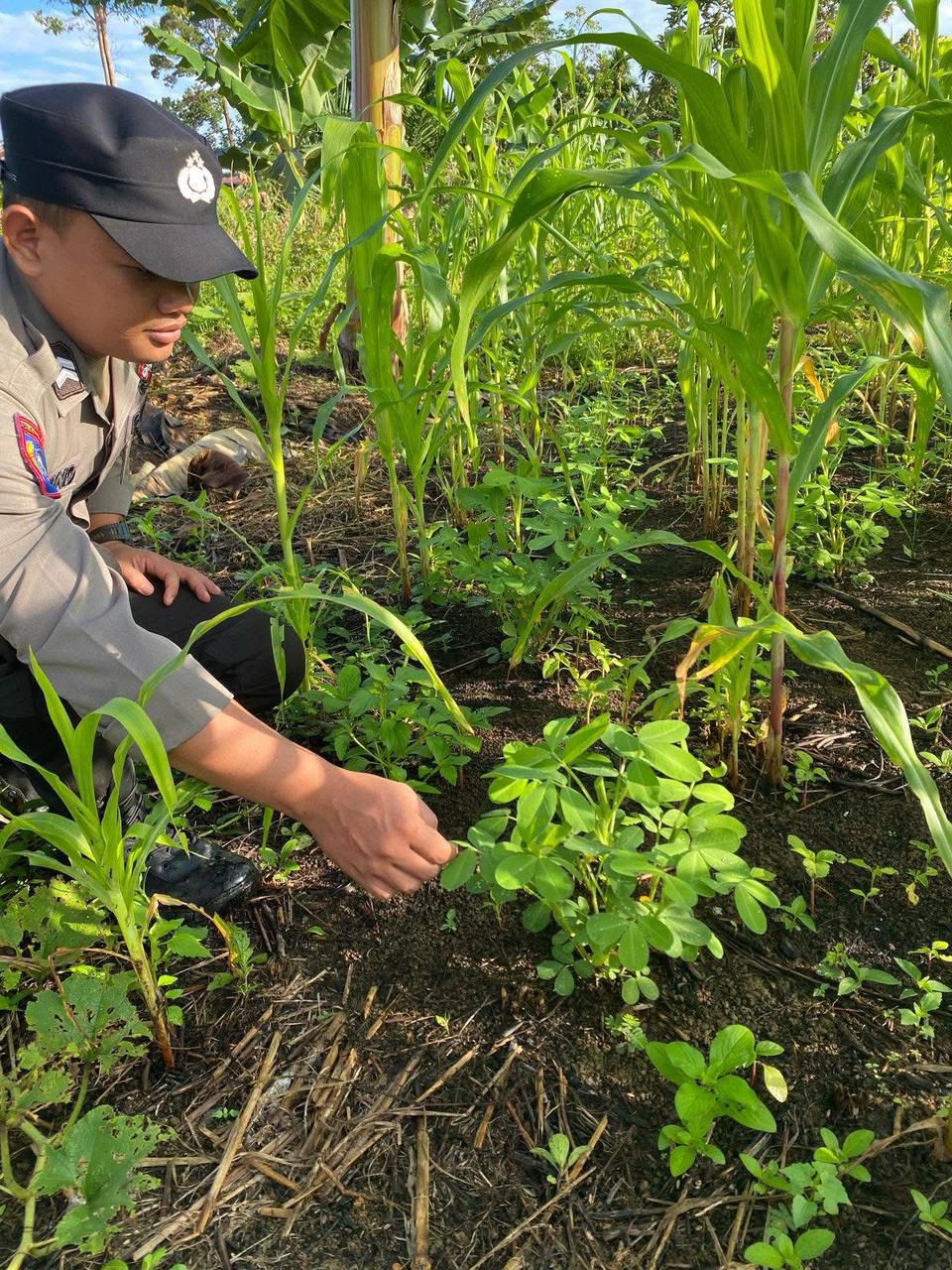 Personil Polsek Tasik Payawan dan Kamipang Melaksanakan Pengecekan Pemanfaatan Lahan Pekarangan Warga Desa Petak Bahandang
