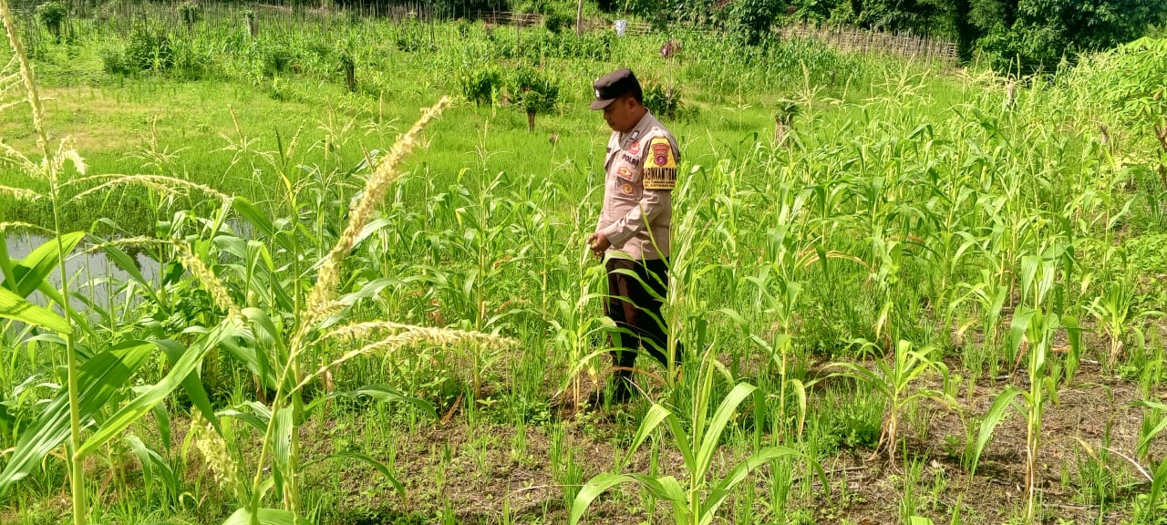 Mendukung Ketahanan Pangan, Personil Polsek Katingan Hulu dan Bukit Raya Cek Lokasi Pemanfaatan Pekarangan Warga.