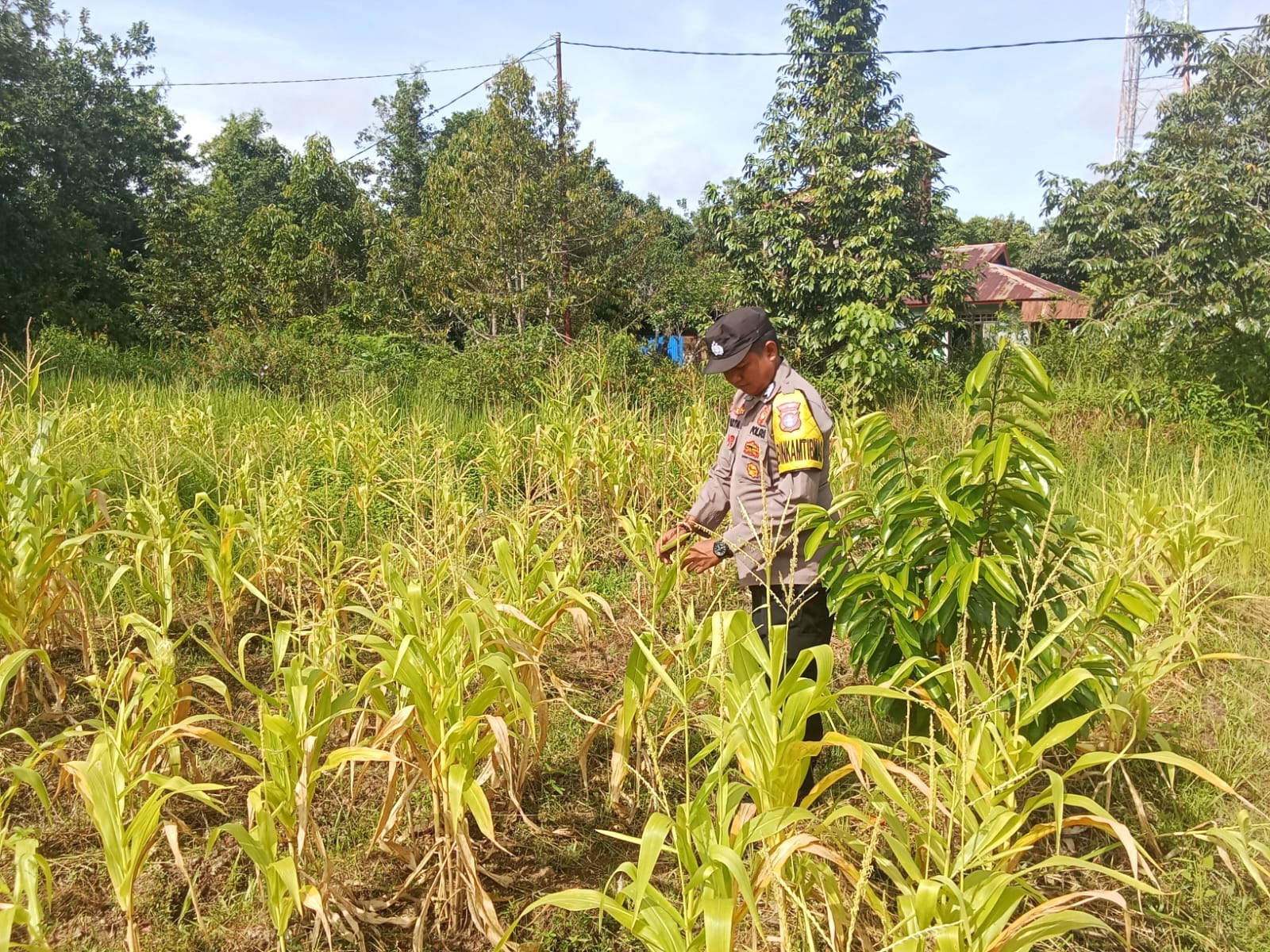 Dukung Ketahanan Pangan, Piket Polsek Marikit Cek Lokasi Pemanfaatan Pekarangan.