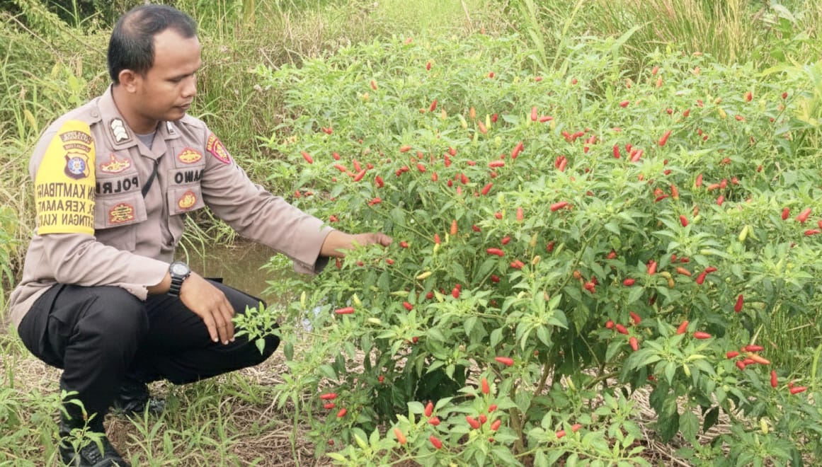 Bhabinkamtibmas Polsek Katingan Kuala cek lokasi pemanfaatan pekarangan rumah warga binaan