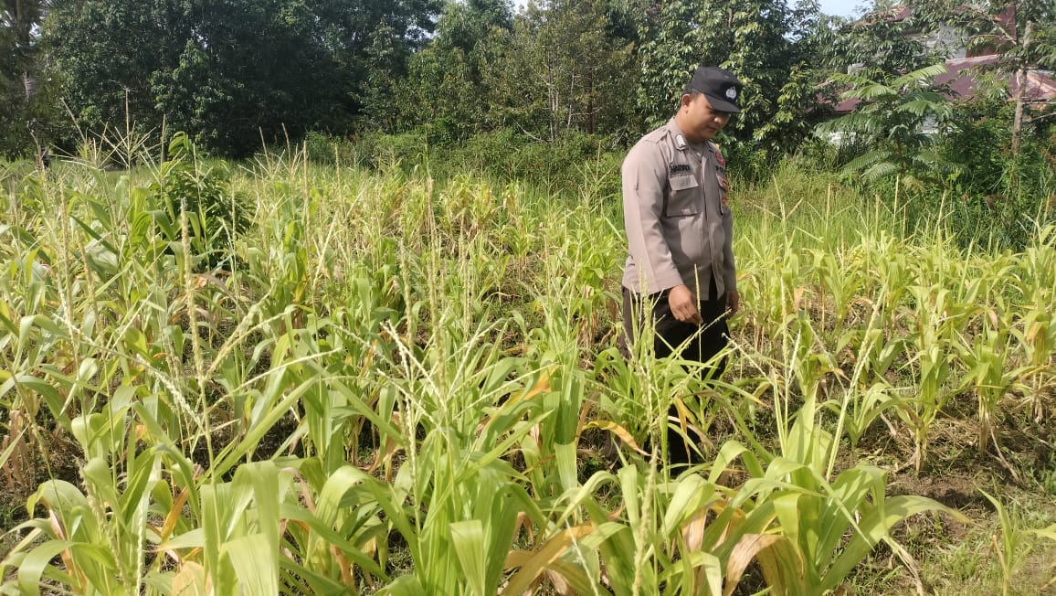 Dalam Rangka Mendukung Program Pemerintah, Bhabinkamtibmas Desa Perigi Polsek Mendawai Cek Lokasi Pemanfaatan Lahan Pekarangan Warga