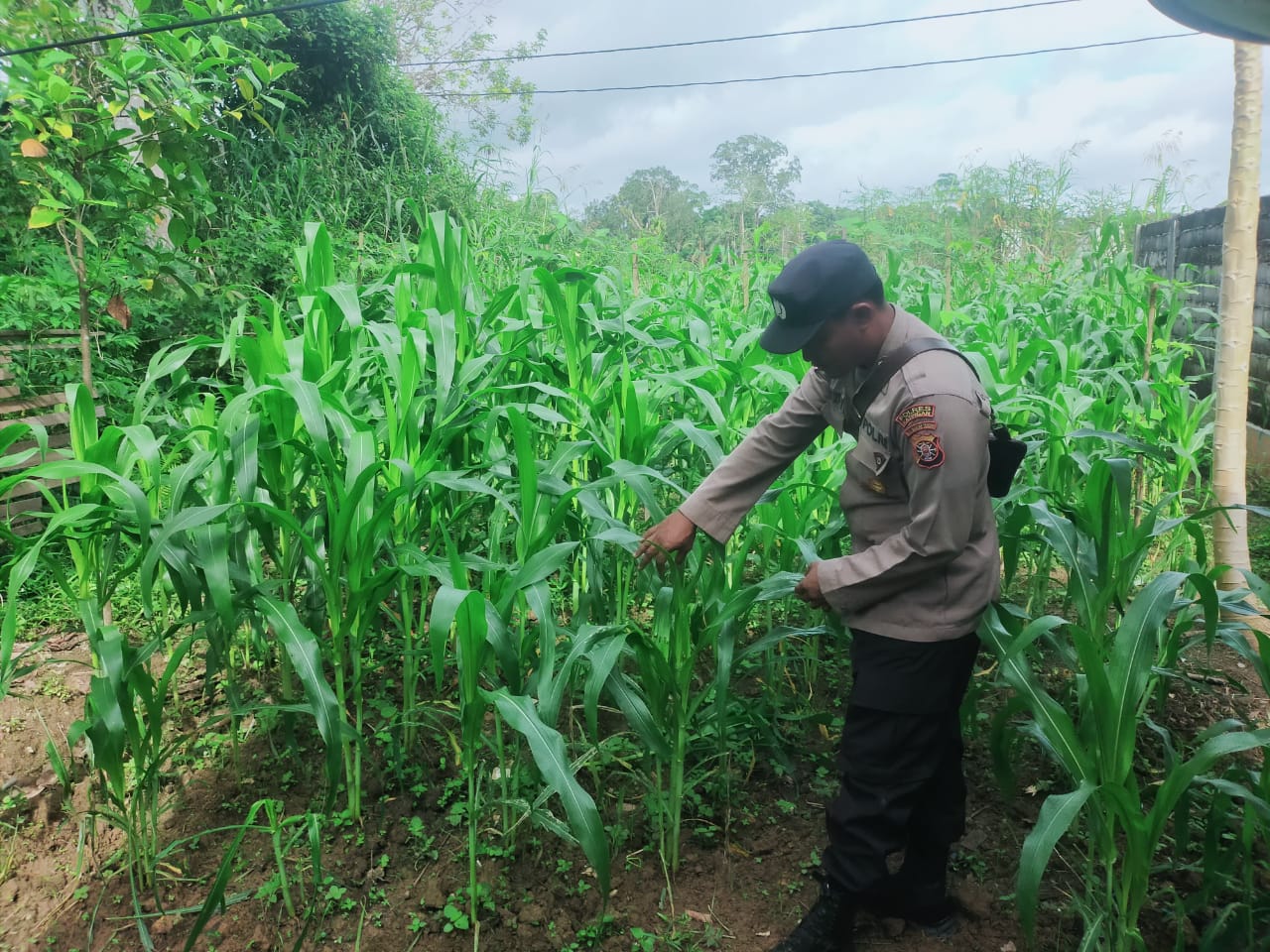 Mendukung Ketahanan Pangan, Personil Polsek sanaman mantikei Cek Lokasi Pemanfaatan Pekarangan Warga.