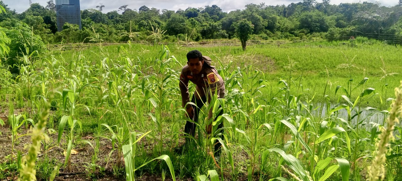 Mendukung Ketahanan Pangan, Personil Polsek Katingan Hulu Cek Lokasi Pemanfaatan Pekarangan Warga.