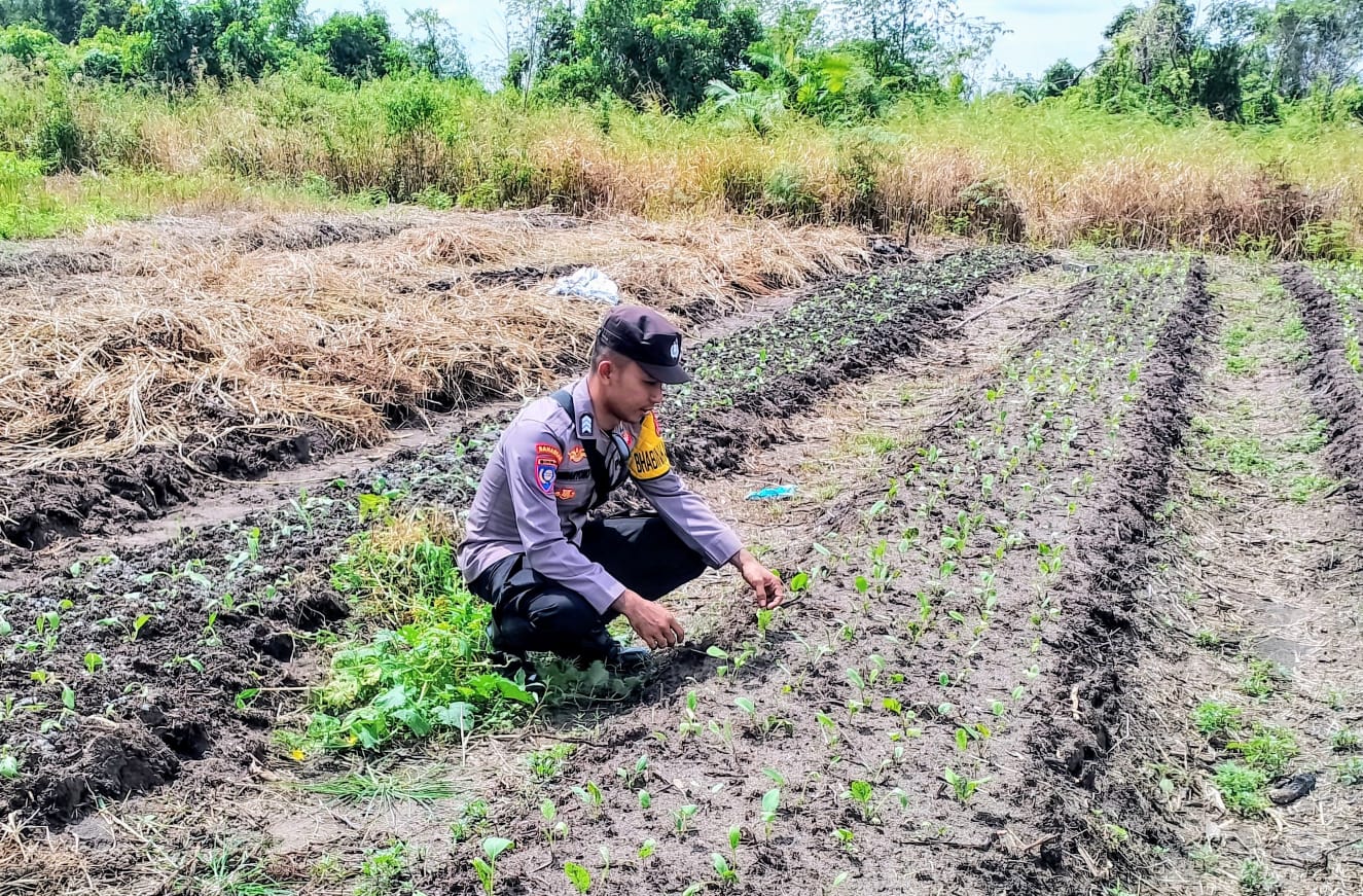 Dalam Rangka Mendukung Program Ketahanan Pangan,Personil Polsek Katingan Kuala Rutin Melakukan Pengecekan Lokasi Pemanfaatan Lahan Pekarangan Warga