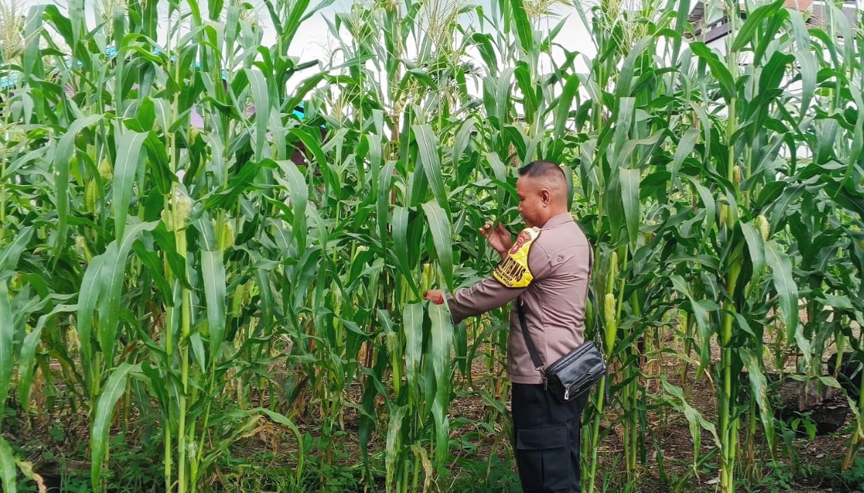 Mendukung Ketahanan Pangan, Personil Polsek Katingan Hulu Cek Lokasi Pemanfaatan Pekarangan Warga.
