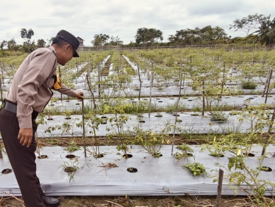 Dukung Ketahanan Pangan, Polsek Tewang Sangalang Garing dan Pulau Malan Dorong Warga Terus Manfaatkan Lahan Pertanian