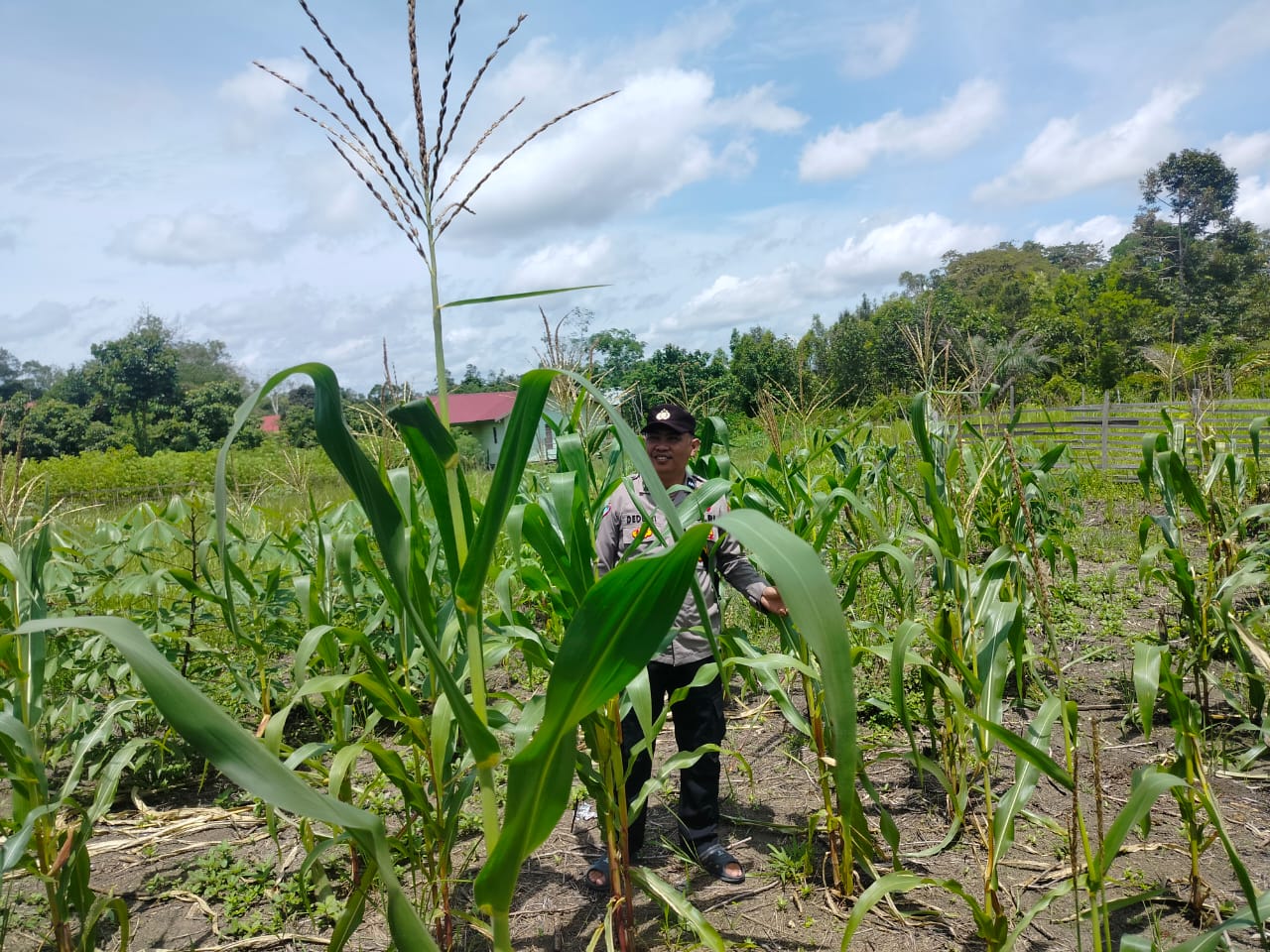 Personil Polsek Marikit Cek Lokasi Pemanfaatan Pekarangan Warga di Kec. Marikit, Kab. Katingan.