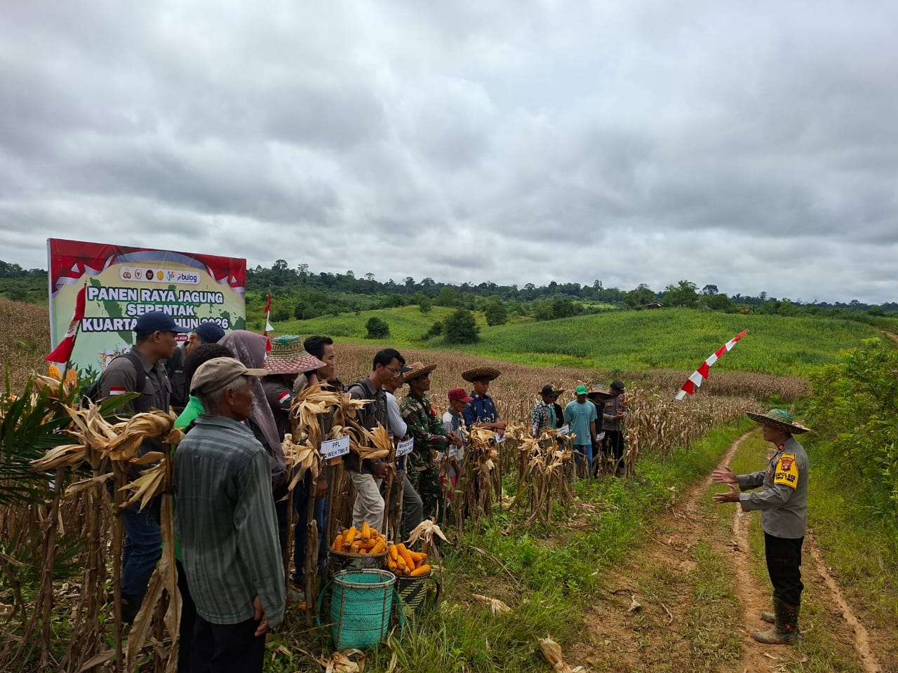 Polsek Teweh Timur Dukung Program ASTA CITA, Gelar Panen Jagung Serentak Kuartal I di Desa Mampuak 1