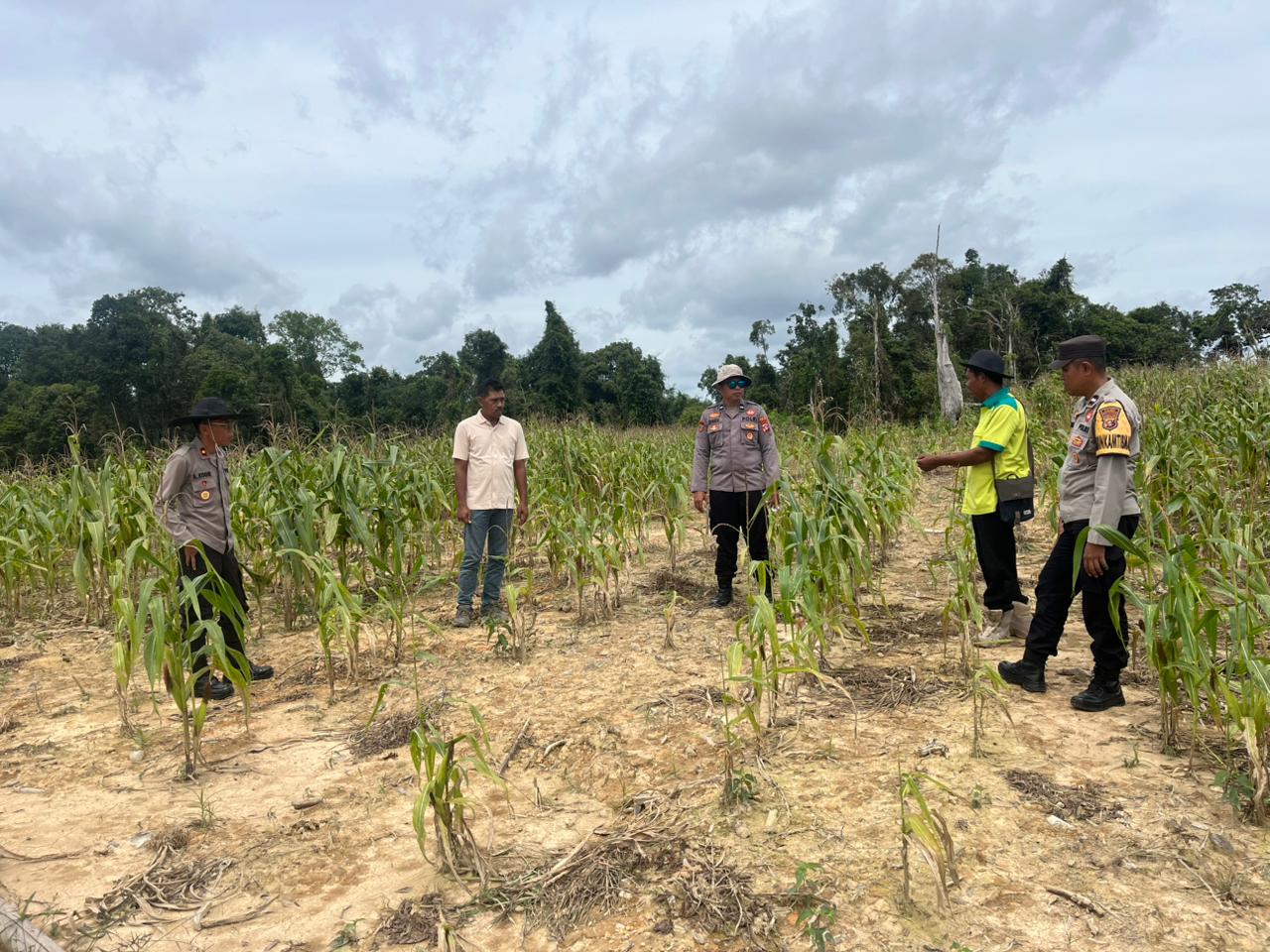 Waka Polres Lamandau Laksanakan Pengecekan Lahan Jagung di PT. Mega Karya Nusa kuartal 1 tahun 2026