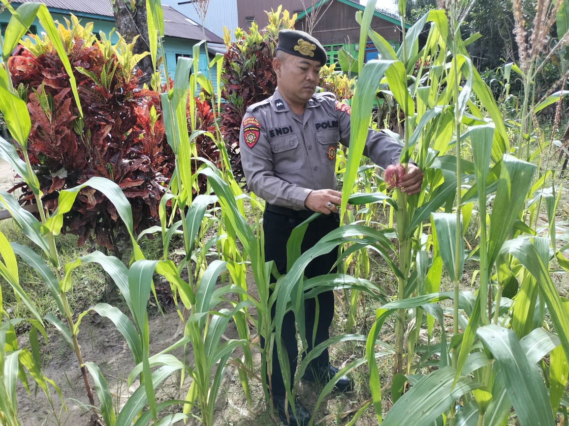 Polsek Marikit melaksanakan kegiatan pengecekan pemanfaatan lahan dalam program Ketahanan Pangan bentuk Dukungan terhadap Kebijakan Presiden RI tentang Asta Cita Ketahanan Pangan