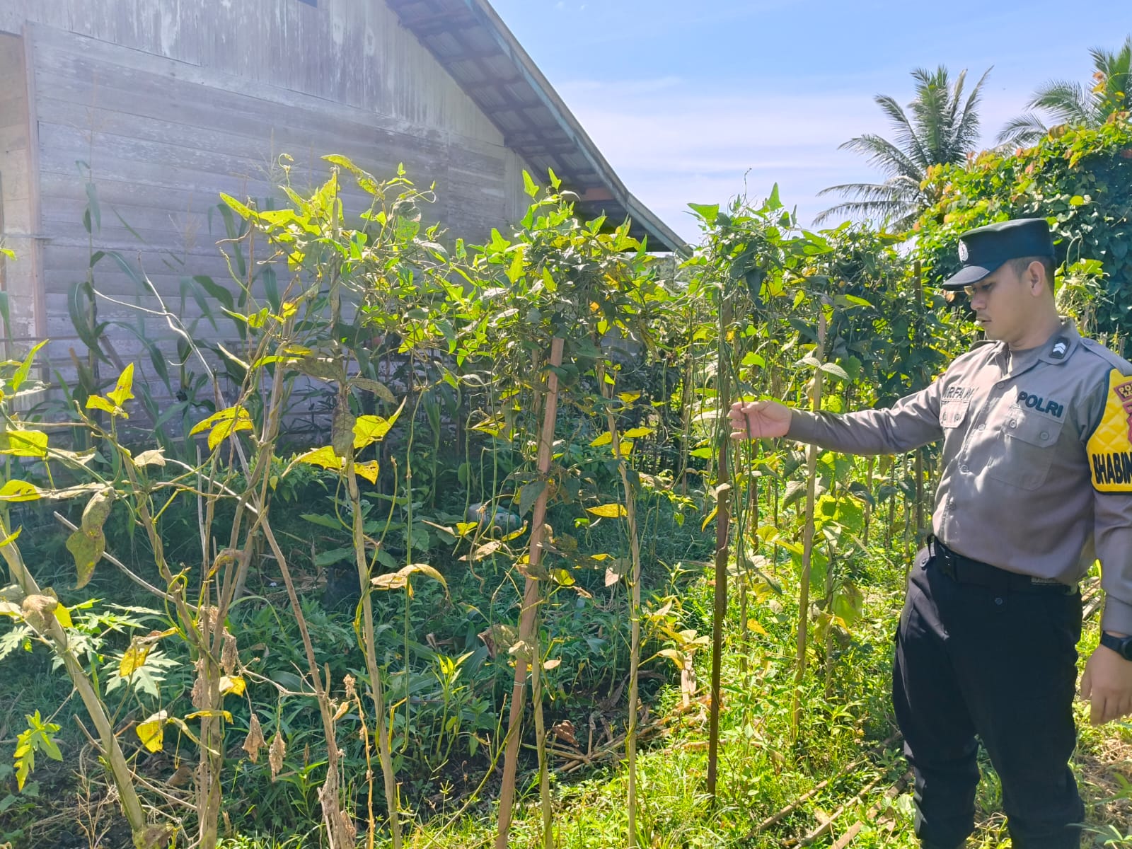 Dukung Ketahanan Pangan, Piket Polsek Marikit Cek Lokasi Pemanfaatan Pekarangan.