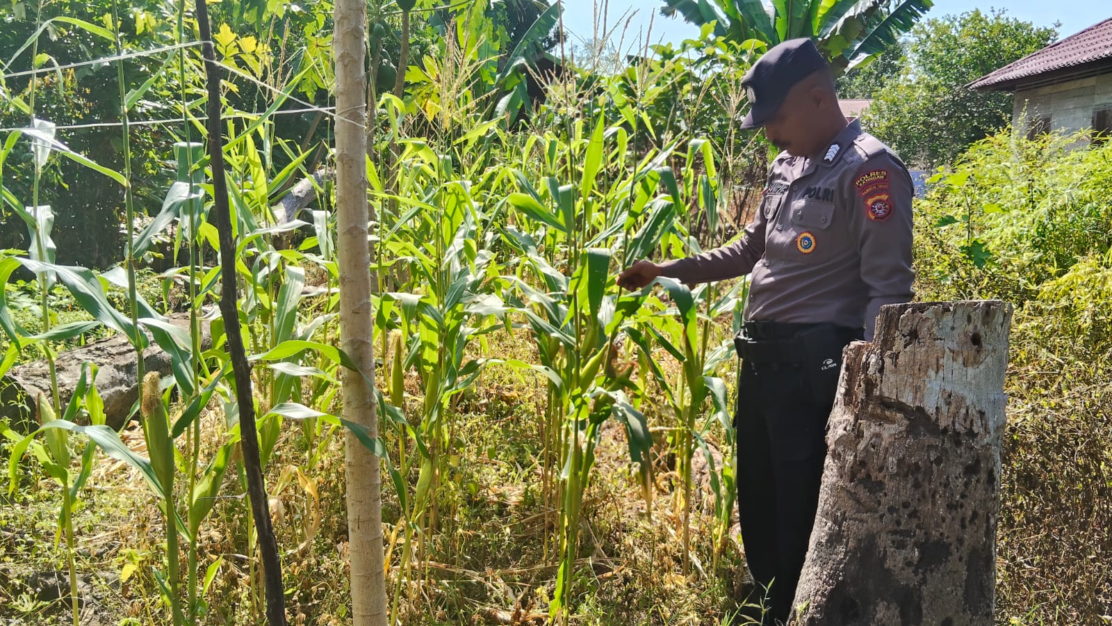 Mendukung Ketahanan Pangan, Personil Polsek sanaman mantikei Cek Lokasi Pemanfaatan Pekarangan Warga.