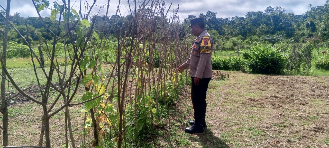 Mendukung Ketahanan Pangan, Personil Polsek Katingan Hulu dan Bukit Raya Cek Lokasi Pemanfaatan Pekarangan Warga.