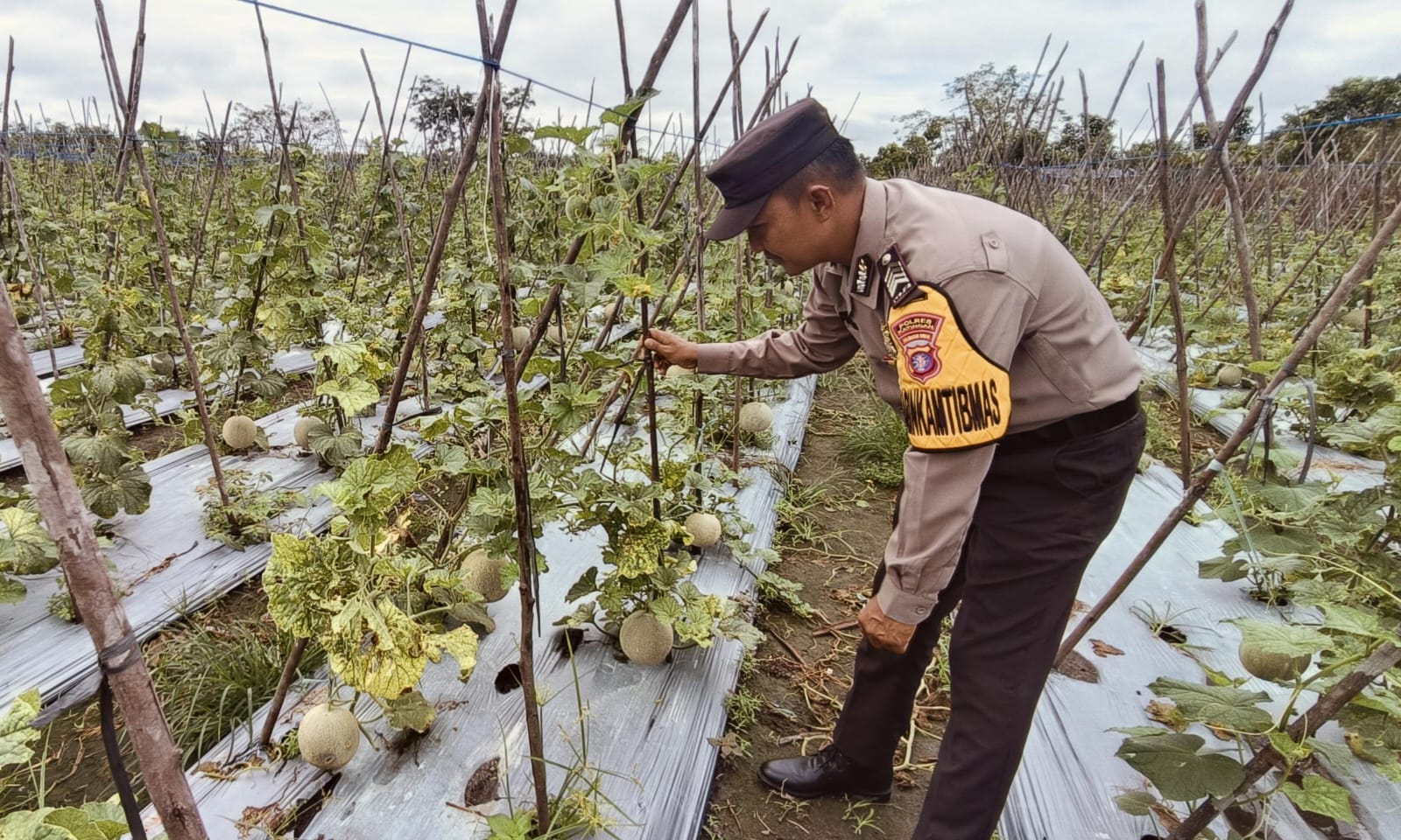 Polsek Tewang Sangalang Garing dan Pulau Malan Imbau Warga Tingkatkan Pemanfaatan Lahan Untuk Ketahanan Pangan