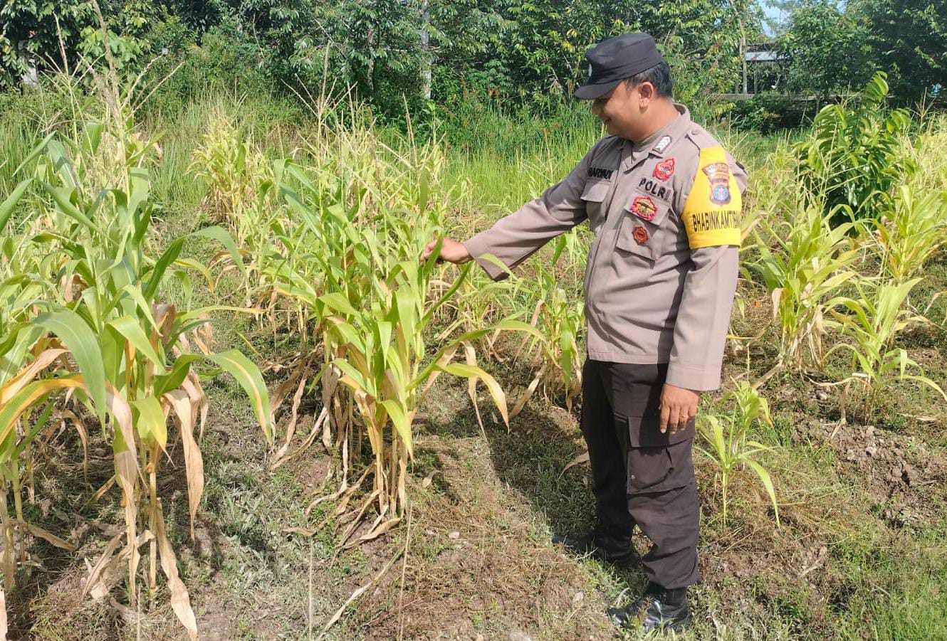 Dalam Rangka Mendukung Program Pemerintah, Bhabinkamtibmas Desa Perigi Polsek Mendawai Cek Lokasi Pemanfaatan Lahan Pekarangan Warga
