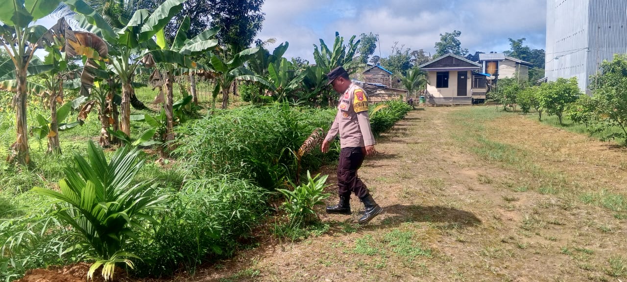 Mendukung Ketahanan Pangan, Personil Polsek Katingan Hulu dan Bukit Raya Cek Lokasi Pemanfaatan Pekarangan Warga.