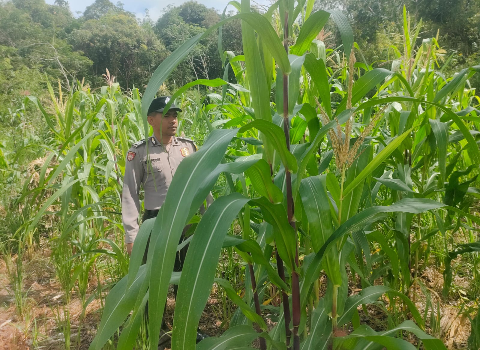 Cek Lokasi Pemanfaatan Pekarangan Warga di Kec. Marikit, Kab. Katingan Dukung Program Ketahanan Pangan.