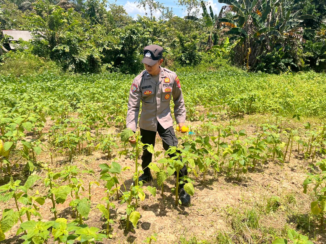 Dukung Ketahanan Pangan, Bhabinkamtibmas Polsek Bulik Silaturahmi ke masyarakat terkait Program Asta Cita Presiden RI