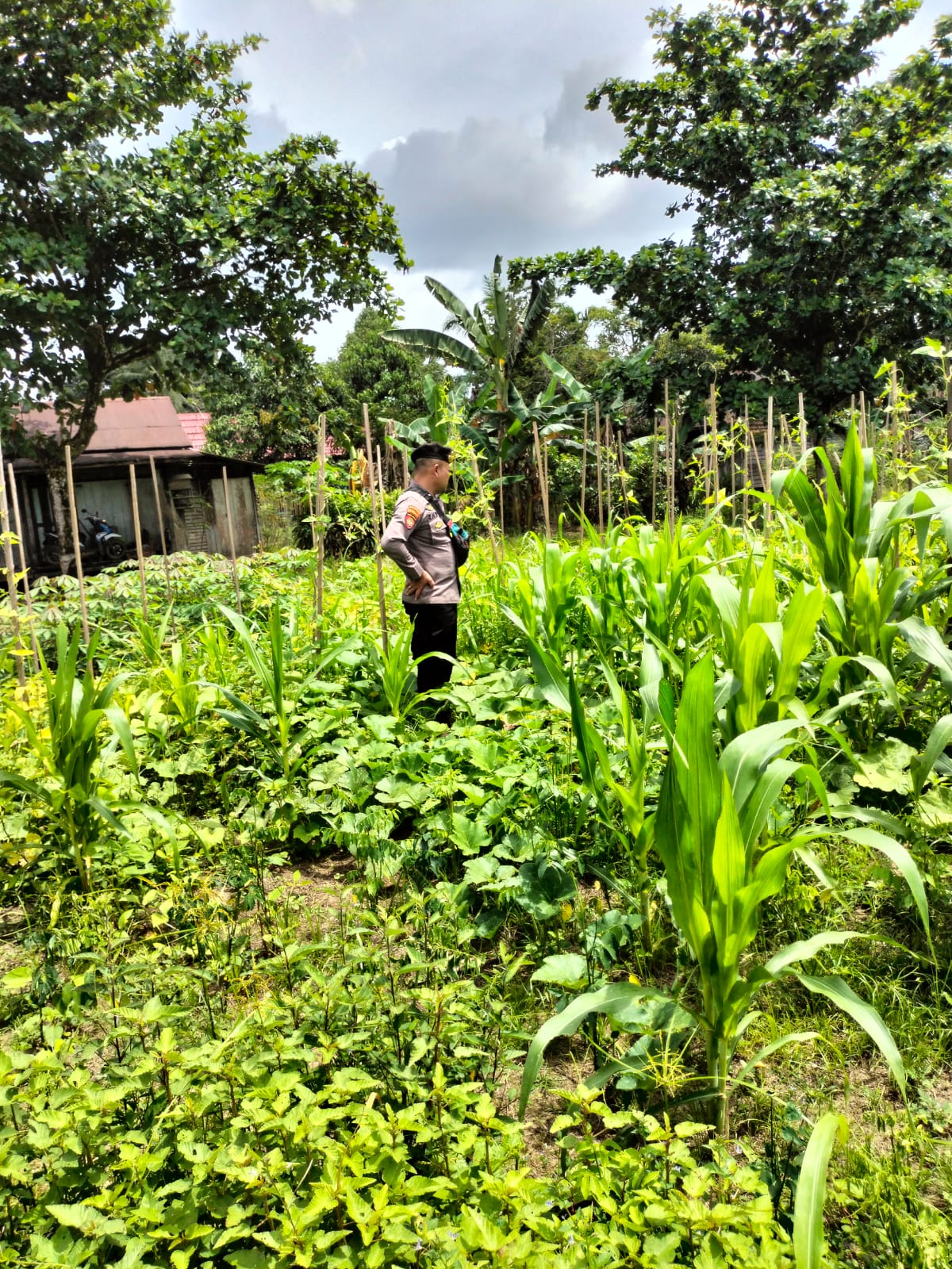 Mendukung Ketahanan Pangan, Personil Polsek sanaman mantikei Cek Lokasi Pemanfaatan Pekarangan Warga.