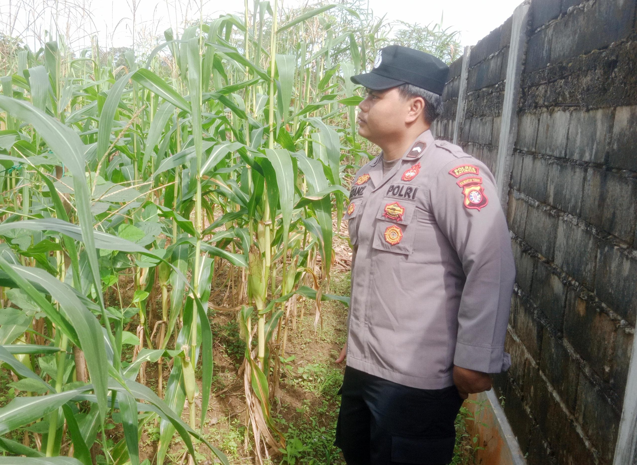 Mendukung Ketahanan Pangan, Personil Polsek sanaman mantikei Cek Lokasi Pemanfaatan Pekarangan Warga.