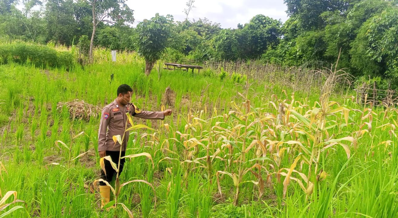 Mendukung Ketahanan Pangan, Personil Polsek Katingan Hulu Cek Lokasi Pemanfaatan Pekarangan Warga.