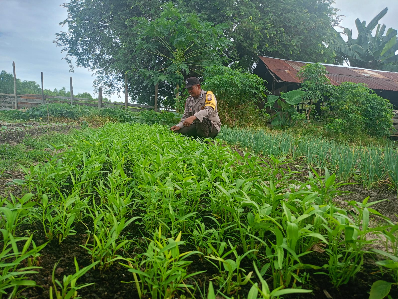 Mendukung ketahanan pangan, Personil Polsek Katingan Kuala cek lokasi pemanfaatan lahan warga berkebun holtikultura