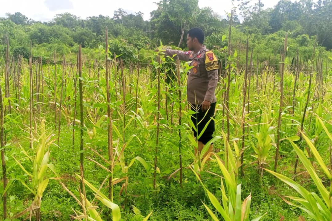 ‎Mendukung Ketahanan Pangan, Personil Polsek Katingan Hulu  Cek Lokasi Pemanfaatan Pekarangan Warga.