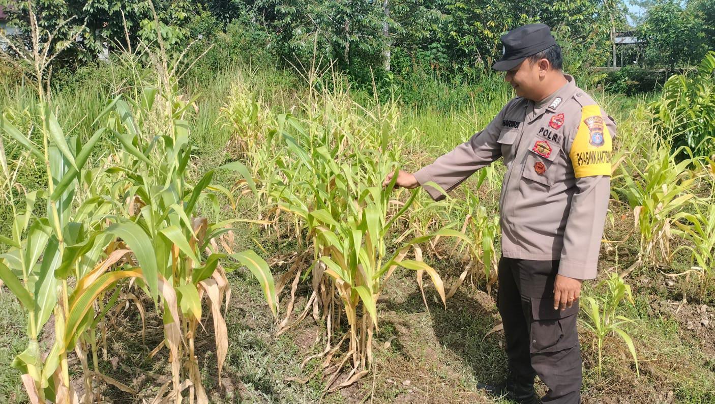 Dalam Rangka Mendukung Program Pemerintah, Bhabinkamtibmas Desa Perigi Polsek Mendawai Cek Lokasi Pemanfaatan Lahan Pekarangan Warga