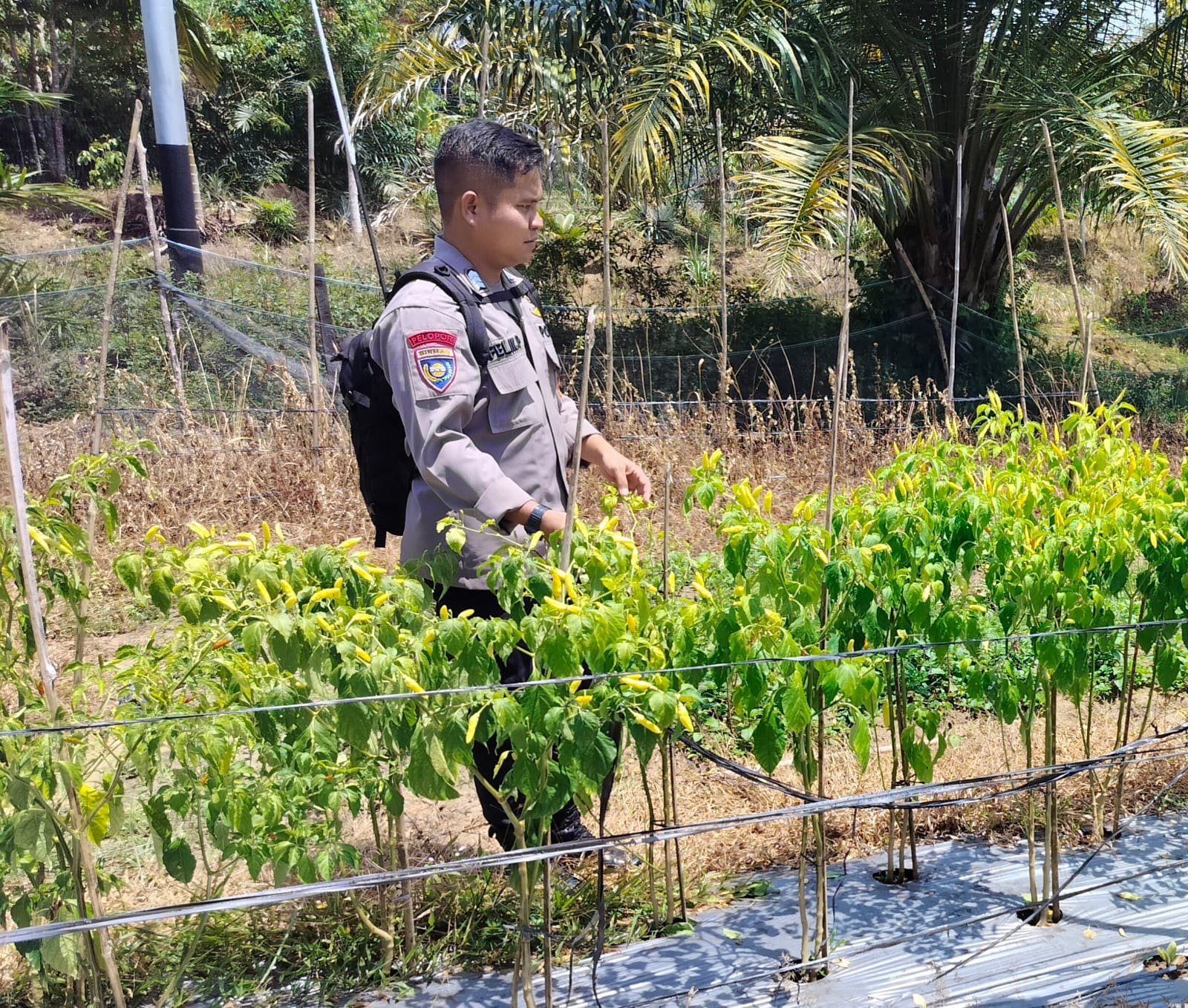 Lewat Silaturahmi, Bhabinkamtibmas Polsek Delang Ajak Warga Perkuat Ketahanan Pangan