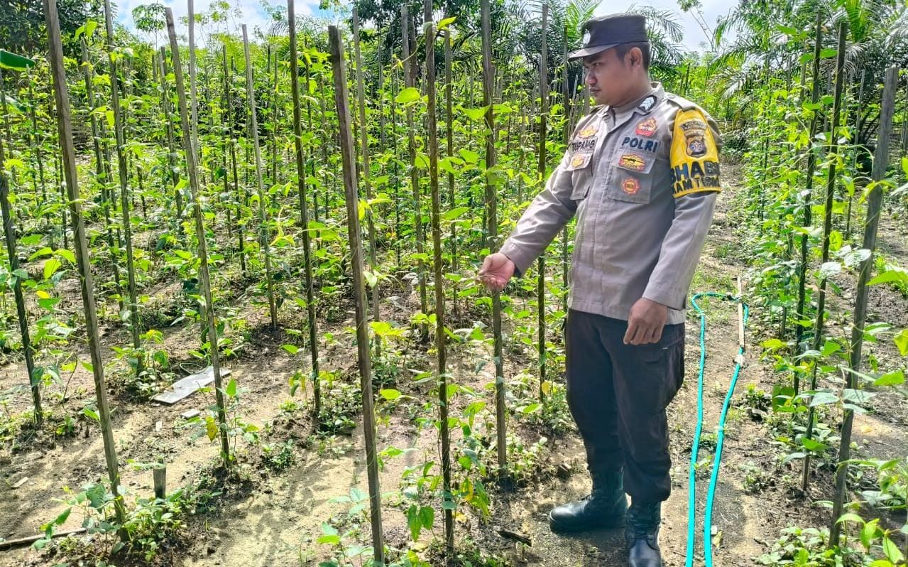 Polsek Marikit melaksanakan kegiatan pengecekan pemanfaatan lahan dalam program Ketahanan Pangan bentuk Dukungan terhadap Kebijakan Presiden RI tentang Asta Cita Ketahanan Pangan