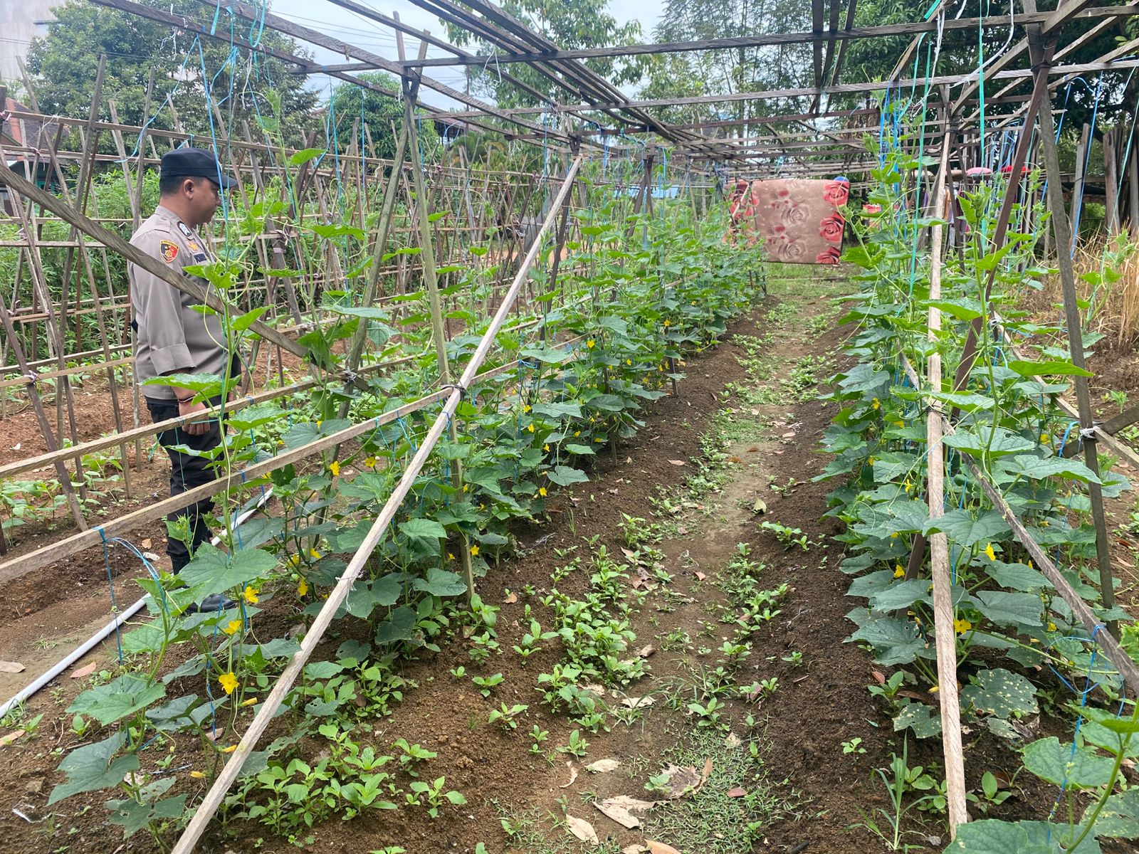 Mendukung Ketahanan Pangan, Personil Polsek sanaman mantikei Cek Lokasi Pemanfaatan Pekarangan Warga.