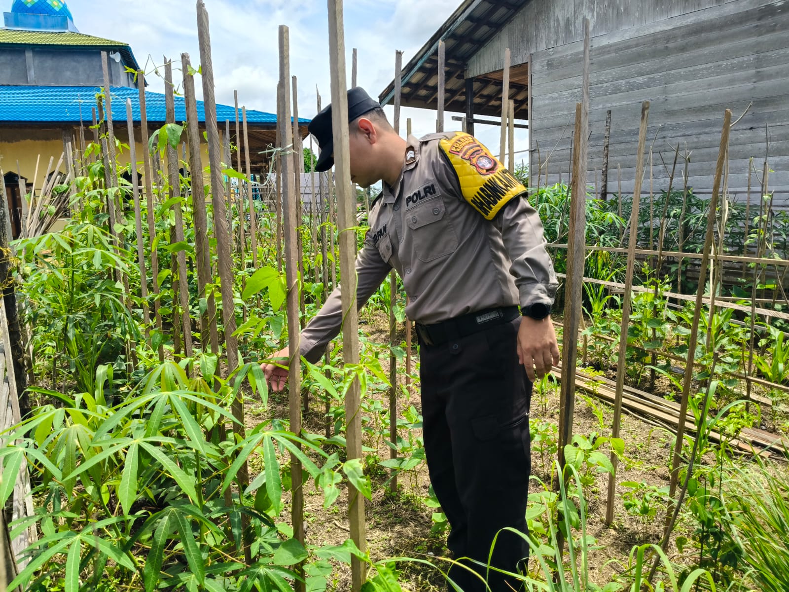 Dukung Ketahanan Pangan, Piket Polsek Marikit Cek Lokasi Pemanfaatan Pekarangan.