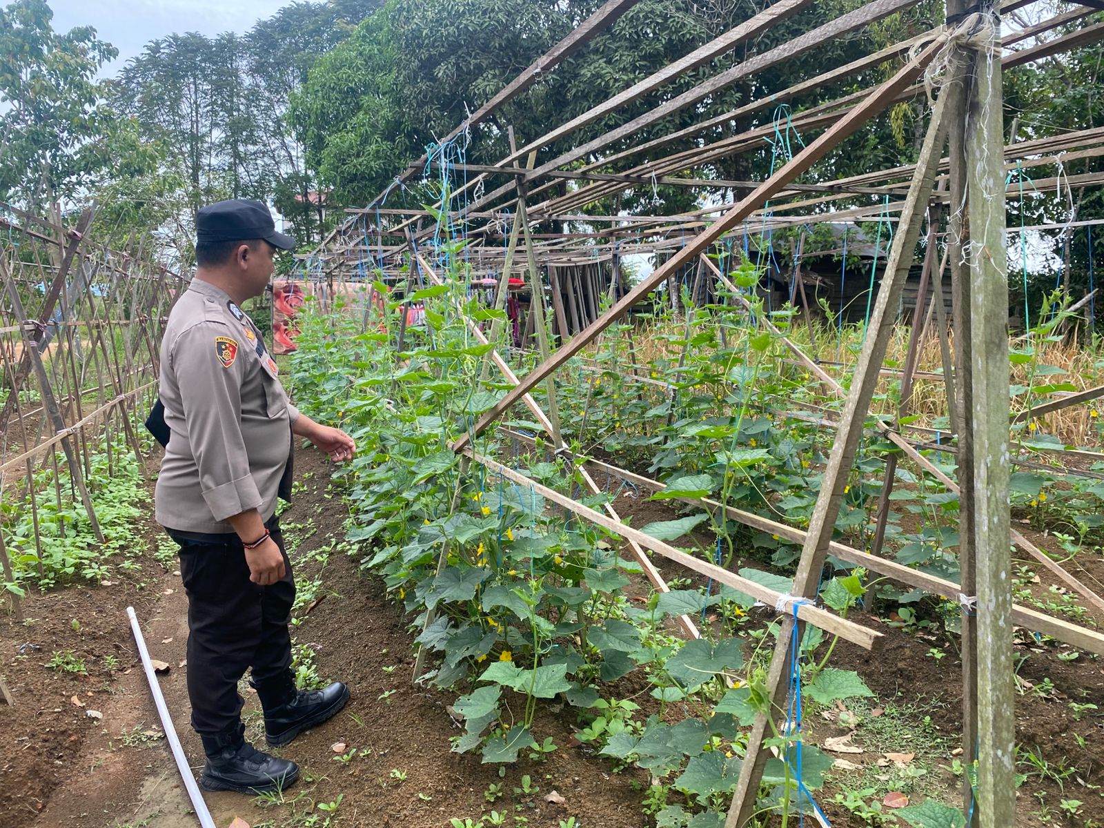 Mendukung Ketahanan Pangan, Personil Polsek sanaman mantikei Cek Lokasi Pemanfaatan Pekarangan Warga.