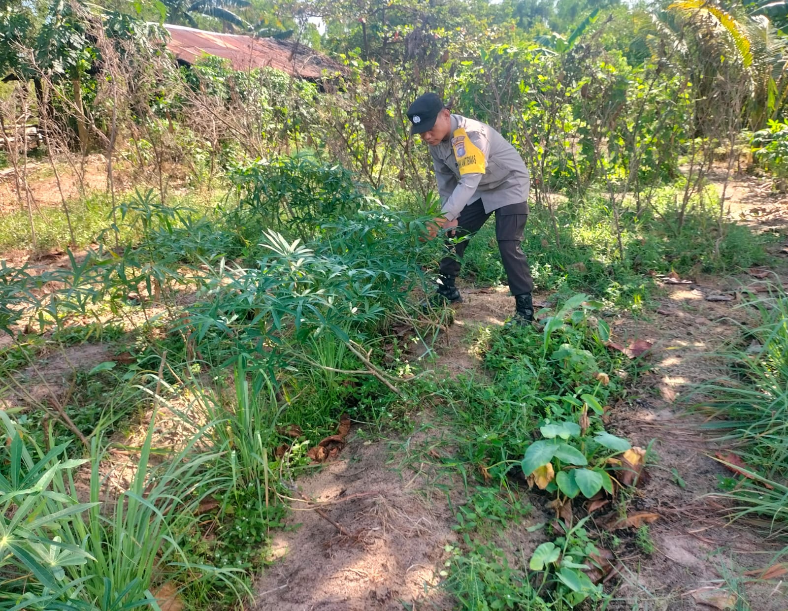 Bhabinkamtibmas Desa Kampung Tengah Sambangi Masyarakat Pemilik Pemanfaatan Lahan Pekarangan
