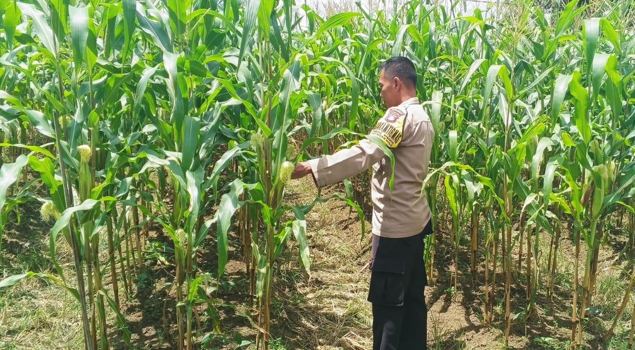 ‎Mendukung Ketahanan Pangan, Personil Polsek Katingan Hulu  Cek Lokasi Pemanfaatan Pekarangan Warga.‎