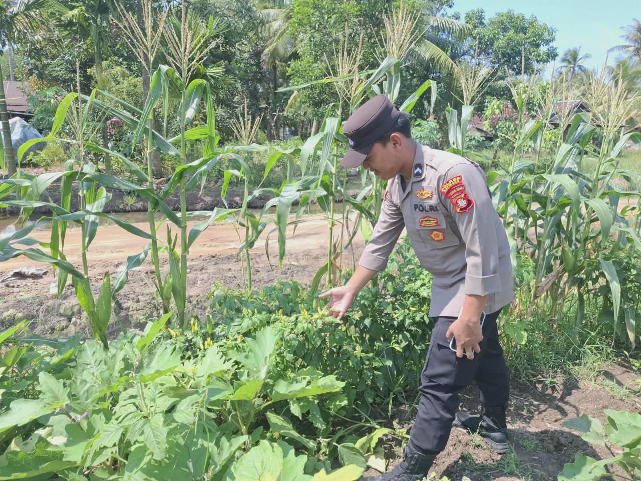 Mendukung ketahanan pangan, Personil Polsek Katingan Kuala cek lokasi pemanfaatan lahan warga berkebun holtikultura